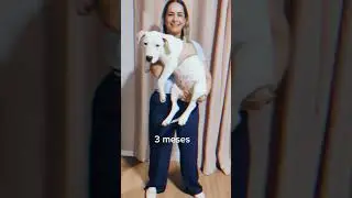 3 meses #meupet #dog #cachorrotudodebom