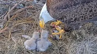 Gabby feeding fish in lunch to eaglets | NEFL Bald Eagle | Jan 6, 2026