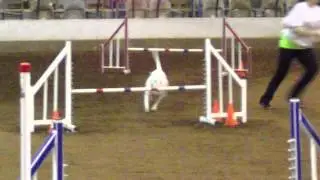 Bull Terrier Agility