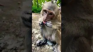 adult monkey eat.....#shortsvideo #shorts #subscribe #babymonkey