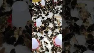দেশী হাঁসের বাচ্চা পালন dasi duck furm #chicken #shortvideo #duck #youtubeshorts #dasi #dasiduck