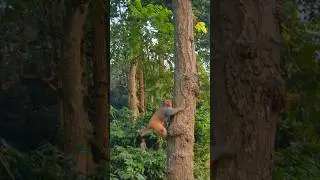 wild monkey play game #funny #monkeyvideo