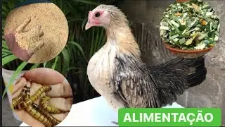 Alimentação para aves ornamentais | Mini Garnize