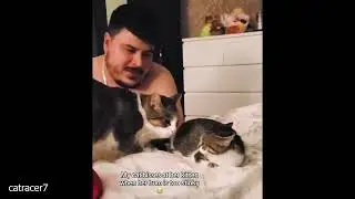 Cats So Overdramatic, They Deserve an Oscar! 😂 Funny CAT Videos 2025
