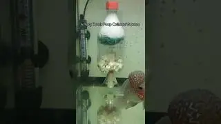 Clean Tank, Empty Bottle , Poop Collector, Vacuum #short