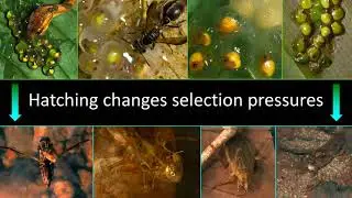 Proximate & Ultimate Causes of Plastic Hatching Timing &ndash; Warkentin, Utah State
