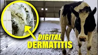 SATISFYING TRANSFORMATION from infected HOOF to HEALTHY COW