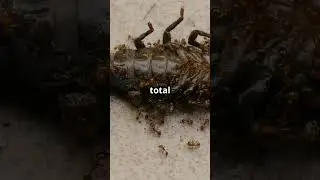 Fast Facts About the Scorpionfly