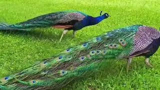 Peacock Farming Techniques