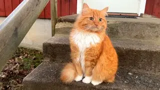 Cat Adventure Time 🐾 Backyard Exploration & Purring ASMR | Jan the Orange Cat 🐾
