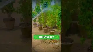 NURSERY 💚 (#TheRealSS) (#Shorts)