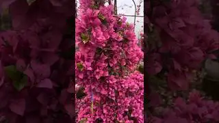 Nature&rsquo;s Pink Magic &ndash; Bougainvillea Flowers 🌸