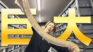 【とびきりサイズ】成長したボールパイソンの巨体