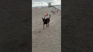 Dog Beach, Ocean Beach, San Diego