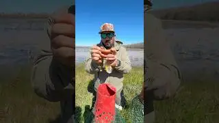 🦞 CAN IT CATCH (crawfish edition)