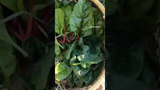 Home grown and homemade hortopita!
