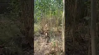 Italian poplar fastest growing trees to earn money in Pakistan 03120151856