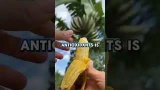 Fruit facts #remix #hiphop #music #kids #dj #viral #food #art #funny #america