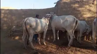 Kalwar cattle farm Sibi| sibi cattle farming| cow farmin