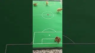 baby quails pretend to play soccer 🤣 #shorts #quail #funny #animals