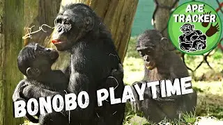 Bonobo Baby Playtime With Mum