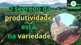 Variedades de café e seu impacto na produtividade