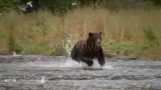 Bear Running In The Water