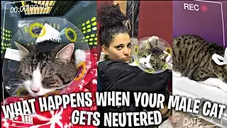 What Happens When Your Male Cat Gets Neutered