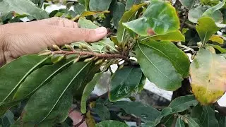 Mẹo nhỏ giúp mai nở rộ.cách này không cần tốn chi phí mà hiệu quả rất cao 