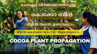 കൊക്കോ ബീൻ വീട്ടിൽ തന്നെ ഉണ്ടാക്കാം. വീട്ടിൽ ഒരു കൊക്കോ മരം നടാം🌳| Cocoa plant propagation | Garden