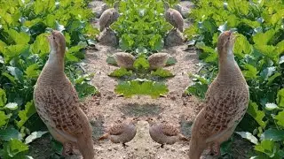 Dakhni teetar ki awaaz teetar chicks male female partridge voice jungali teetar teetar ki awaz