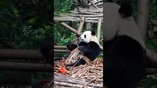 Panda fighting #pandalegends #pandaking #animal fight #wilflife #pandawarrior #bigpanda #pandalife