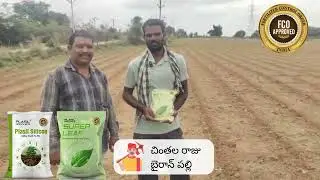 Plasil + super leaf పత్తి లో సూపర్ పని చేస్తాయి #cotton #cottonseeds #seeds