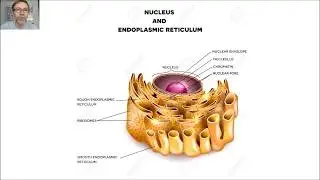 El retículo endoplasmático V41