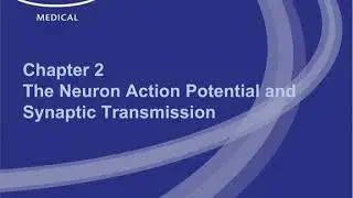 Excitable tissue 2 | Neuron Action Potential and Synaptic Transmission