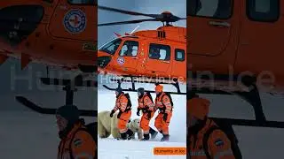 Polar bear Storm  A Rescue Mission #animallover  #wildlife  #animals  #bear #nature #polarbearrescue