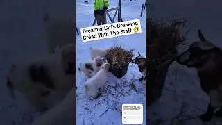 Nigerian Dwarf Goat Breaking Bread With The Staff 😆 Our Great Pyrenees Pups #farming #greatpyrenees