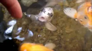 Como Criar o Peixe Carpa