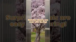 Update Spring Now and Try This Awesome Reveal Effect! #springvideoapp