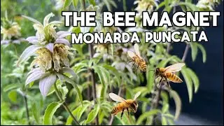 This Florida Native is a Bee Magnet! Spotted Beebalm (Monarda punctata)