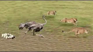 Ostrich Vs Three Cheetahs Fight To Death - Ostrich Fail To Protect Her Eggs