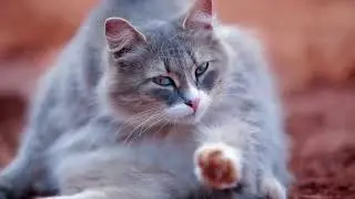 Enjoy The Cutest Animals ///  Clever Cat Corner
