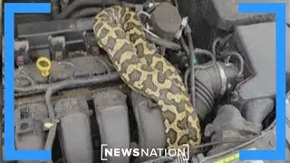 7-foot python found under car hood | NewsNation Now