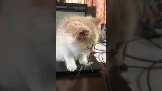 Hillbilly Kitty Cats: Pint Sized Secretary ❤️😻❤️#kitten #cat #administrativeassistant #shorts