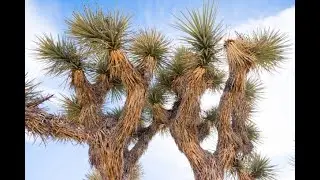 The Grapevine Mesa Joshua Tree Forest National Natural Landmark｜Arizona, USA 🇺🇸