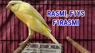SPESIAL HARGA KENARI TERMURAH F1RASMI, F1YS, RASMIINDO.