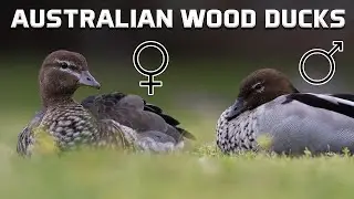 Australian Wood Duck Calls are UNIQUE