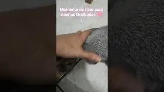 Depois de um dia de trabalho, Momento de ficar com elas 🩷🐰#coelhinhos #coelhos #amomeupet