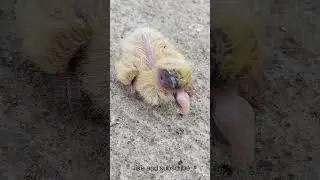 how are bird baby #shorts #ytshorts #youtubeshorts #trendingshorts #trending #viralvideo #babybird