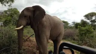 Marataba Elephant Encounter 2